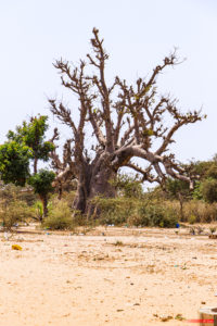 African Baobab 7667
